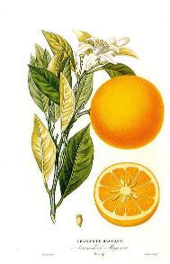 Aceites citricos